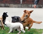 Uloga pasa u ”našoj (r)evoluciji”: Zašto je čovjek ugrizao psa?!