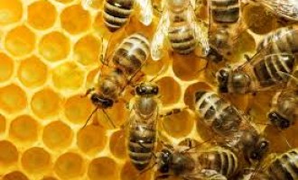 Tim naučnika  s Harvarda : ‘Konačno smo otkrili zašto izumiru čitave kolonije pčela!’