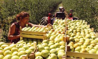 Rusija traži pojašnjenje od BiH: Objasnite odakle vam 100 puta više jabuka