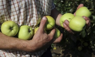 Neki kažu istorijska odluka : SAD odobrio GMO jabuke Arctic Granny i Arctic Golden otporne na truljenje