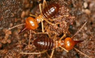 Počele se pariti dvije najrazornije grupe termita
