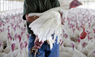 Ptičja gripa ponovo prijeti : U SAD-u zbog ptičje gripe pobijeni milioni  peradi