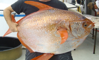 Američki naučnici otkrili prvu toplokrvnu ribu