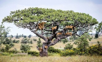 Čudesna Tanzanija : Pogodite šta je natjeralo čopor lavova da pobjegne na drvo