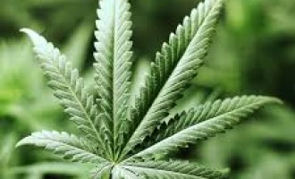 Američka vlada zvanično priznala: Marihuana ubija stanice raka !