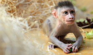 Drill monkey baby Pinto plays in the enclosure at the zoo Hellabrunn in Munich, southern Germany on July 22, 2015. The male monkey was born on June 24, 2015 at the zoo and is the third baby of 10 year-old Kaduna. AFP PHOTO / CHRISTOF STACHE