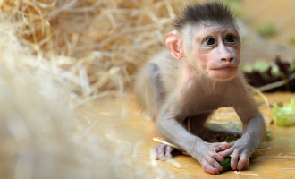 Kineski naučnici tvrde da su presadili glavu majmunu