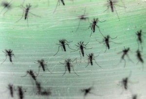Male Aedes albopictus mosquitoes are seen in this picture. Zika virus is among the viruses spead by the species.REUTERS/Ma Qiang/Southern Metropolis Daily