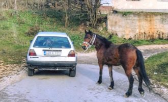 Aleksandar Trifunović : Žao mi konja