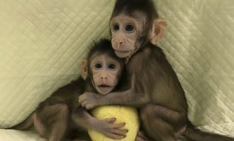 Pomješane reakcije naučnika i etičkih odbora : Klonirani prvi majmuni, da li su ljudi sljedeći?