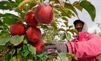 “Cosmic crisp” :  Na tržište lansirana jabuka koja može trajati do godinu dana