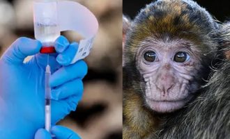 Istraživanje nade :  Probna vakcina protiv uzročnika Kovida 19 spriječila upalu pluća kod majmuna
