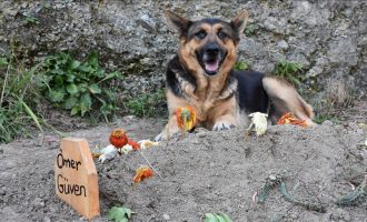 Bezgranična ljubav : Pas Fero svaki dan posjećuje mezar preminulog vlasnika