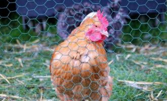 Napokon riješili dilemu : Naučnici misle da su otkrili šta je bilo prvo – kokoš ili jaje