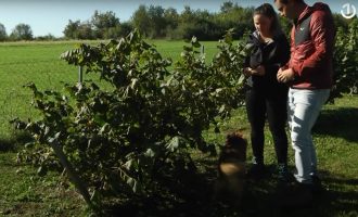 Mlada poduzetnica po povratku iz Njemačke odlučila uzgajati lješnjake