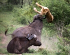 Ovo morate pogledati : Složnim bikovima ni lavovi ništa ne mogu (Video)