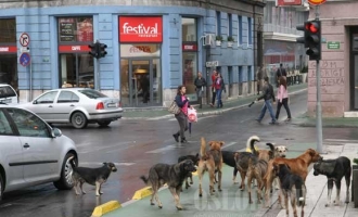 Strah i trepet Sarajeva: Lutalice do sada ugrizle više od dvije hiljade ljudi