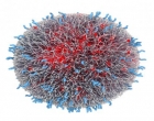 Univerzitet Stanford : Stvoreno antitijelo koje ubija svaki oblik tumora