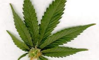 Legalizacija : Washington dozvolio uzgajanje marihuane