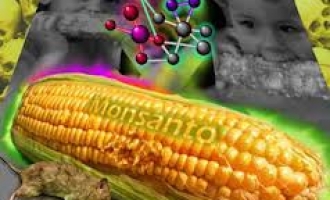 Francusko istraživanje otkriva: Monsanto GMO kukuruz uzrokovao tumore na štakorima (Video)