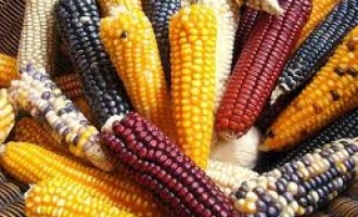 Monsanto je pobijedio Kaliforniju: Zakon o označavanju GMO-a na etiketama nije prihvaćen