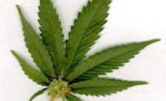 Marihuana od danas lčegalna : Počelo “ozelenjivanje” Washingtona