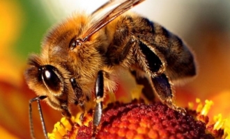 Revolucionarno otkriće : Otrov pčele ubija virus HIV-a