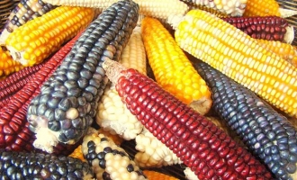 Evropska komisija : Odobrite GMO kukuruz ili ćemo vam ga nametnuti